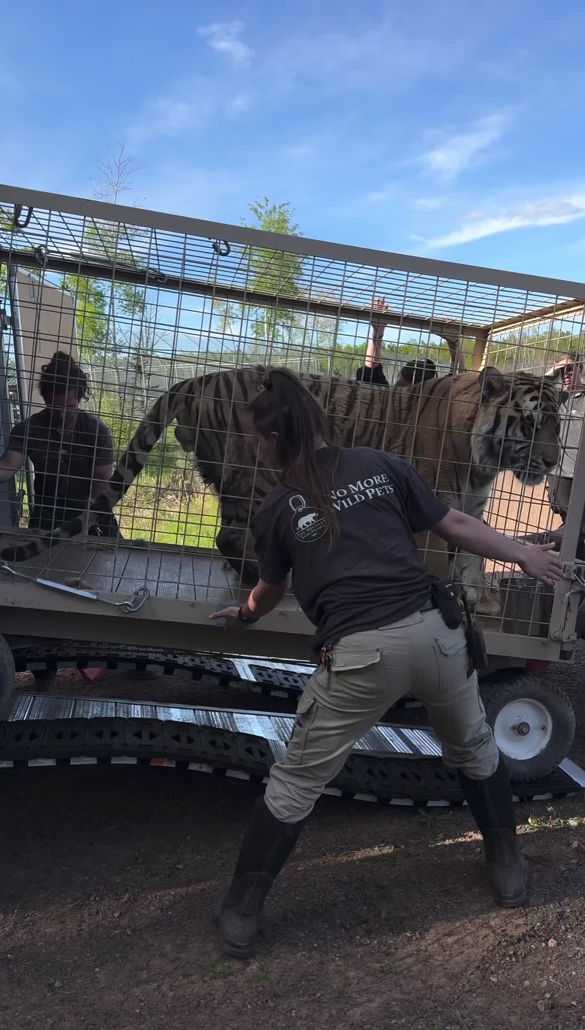 @The Wildcat Sanctuary