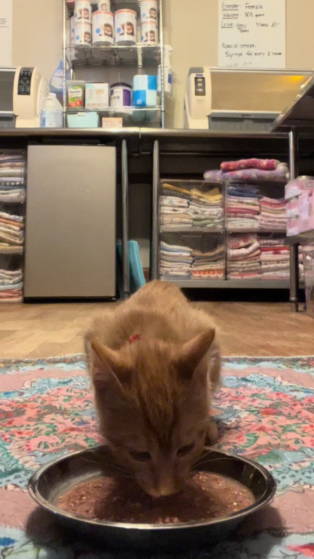 @Kitten.mama