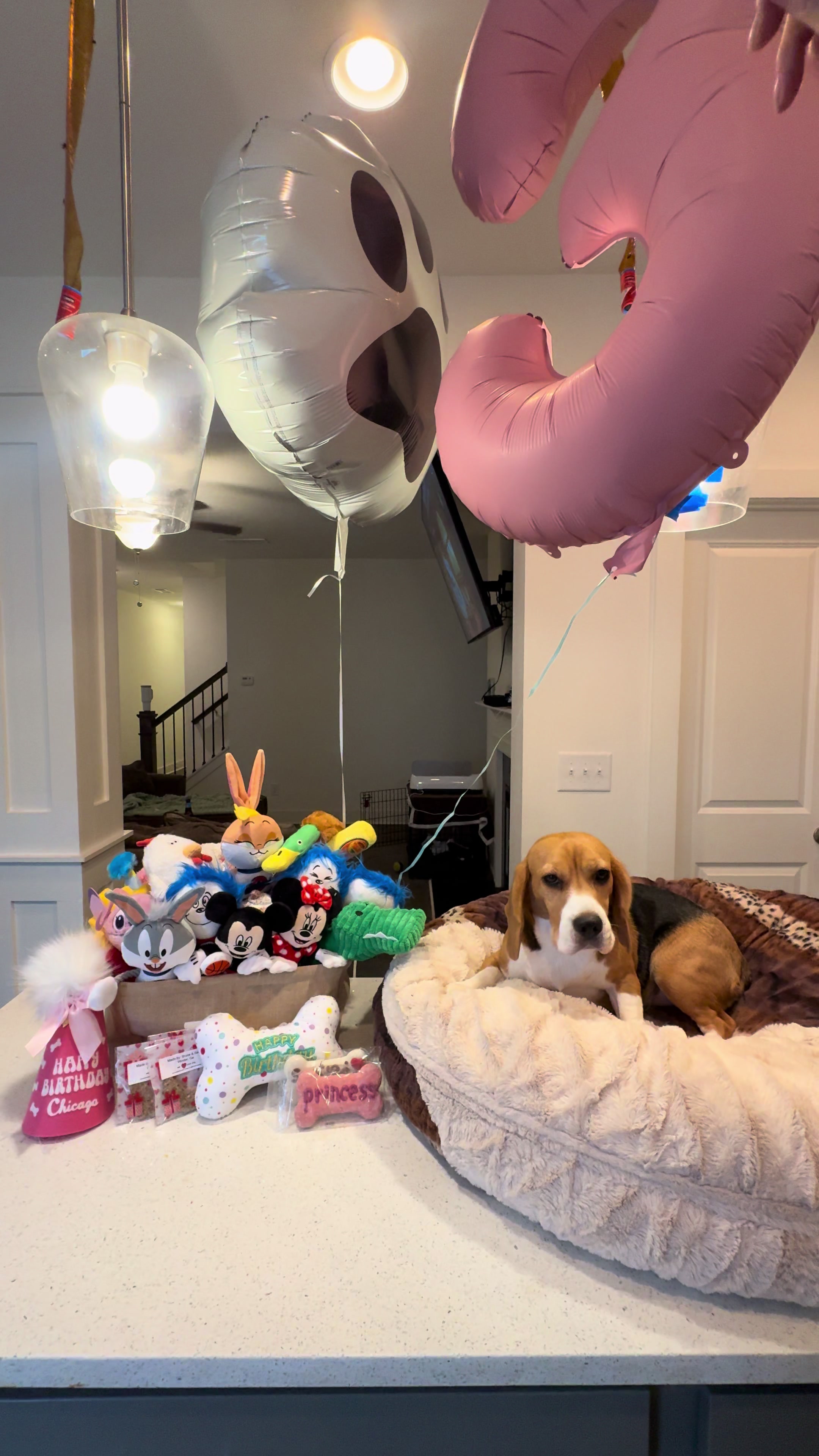 @Bogey the Beagle