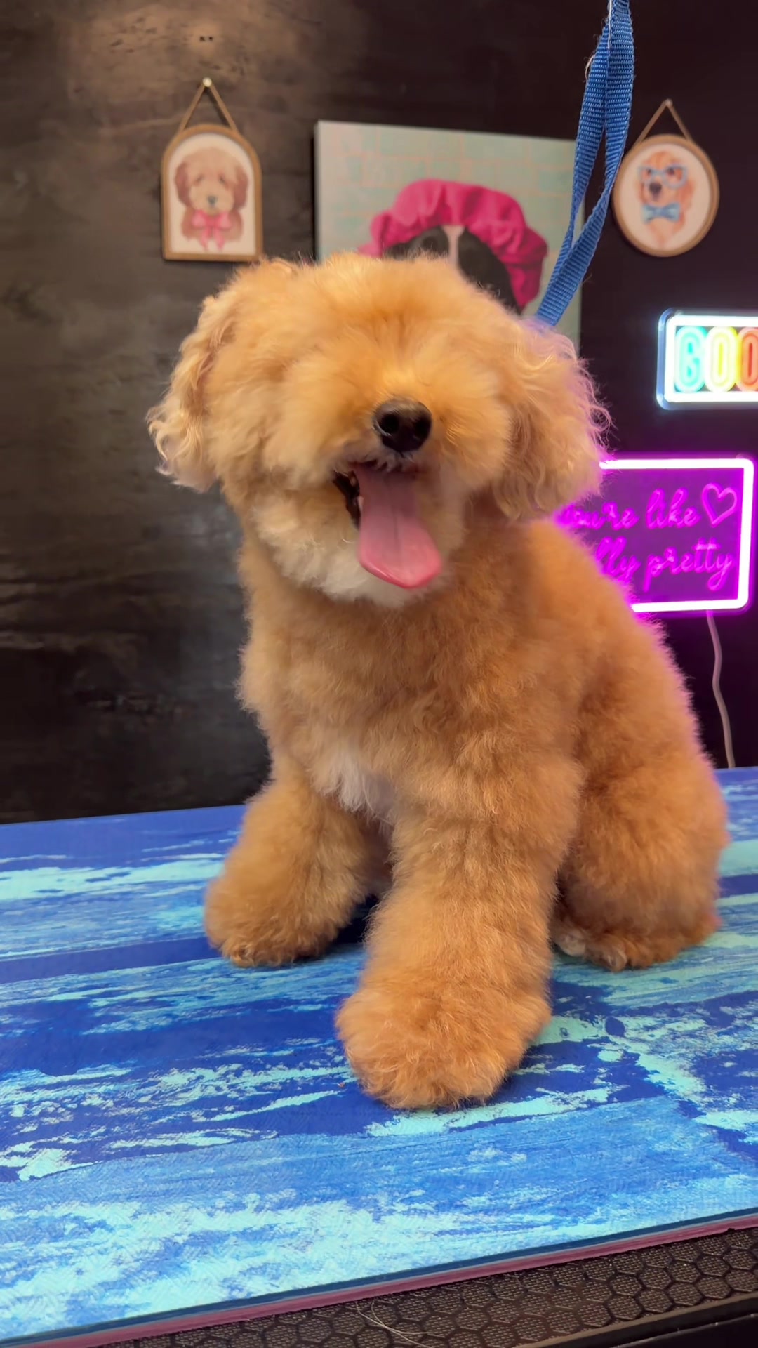 @DIRTY.PAWS.PETSALON