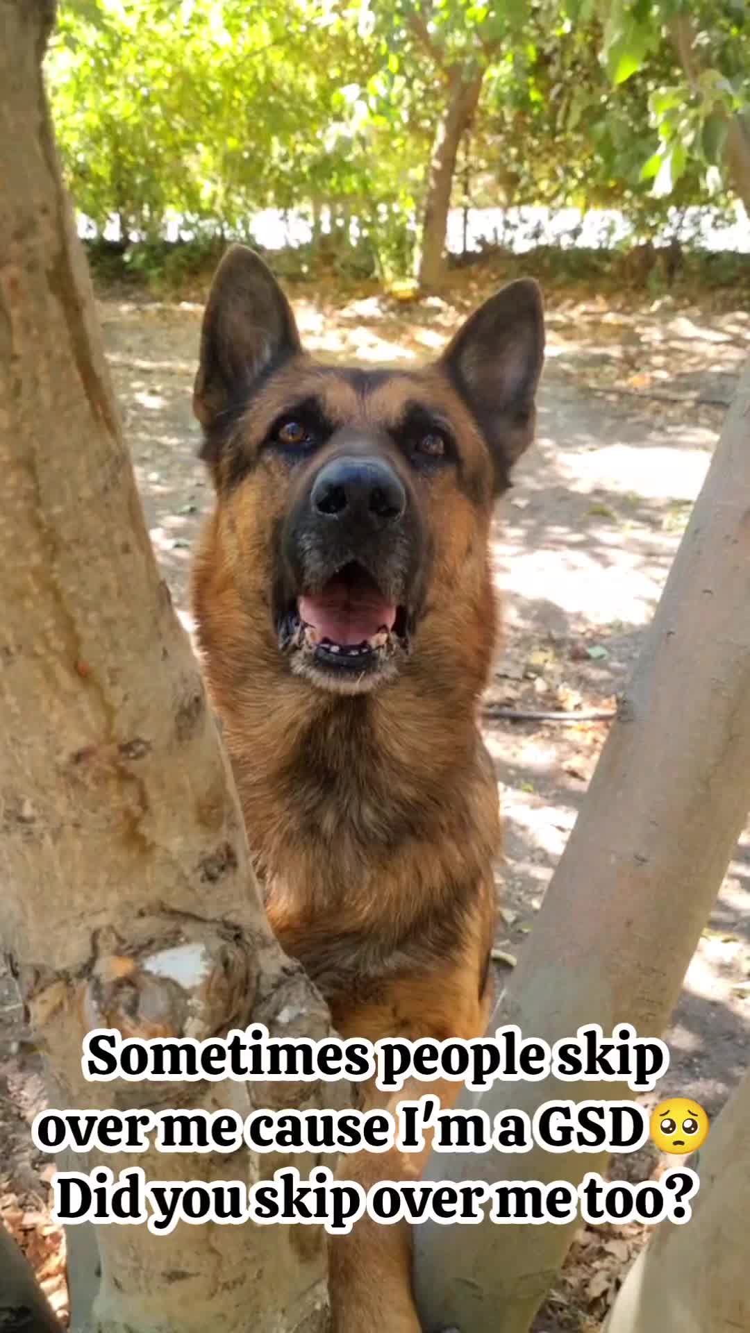 @germansheperd.Rexi