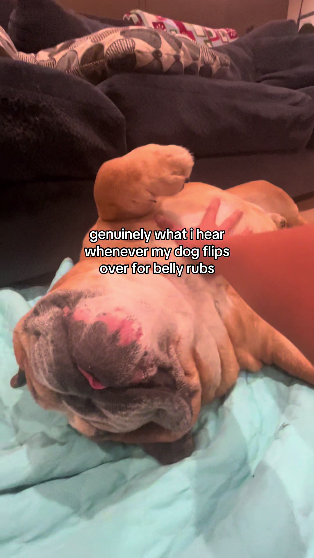 @Reggie the Bulldog