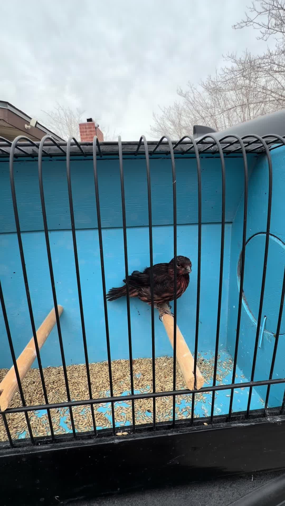 @AviarioUreña