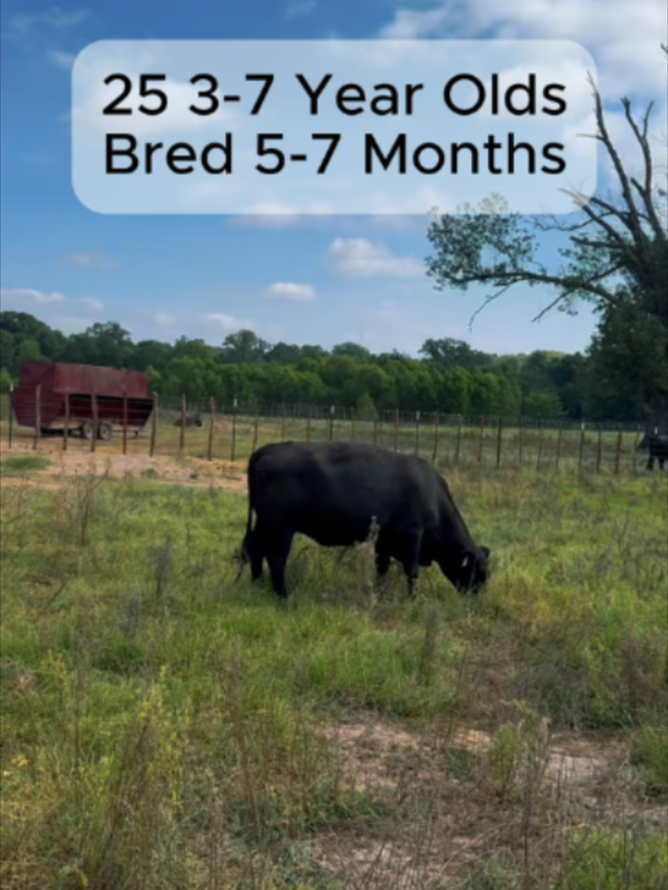 @Rutherford Land and Cattle