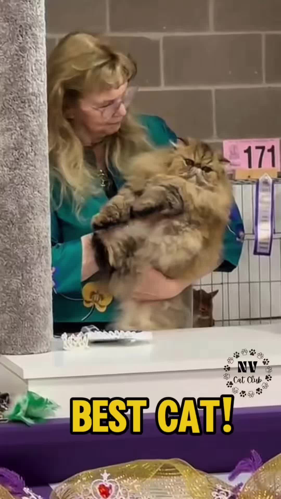 @NewVisionCatClub