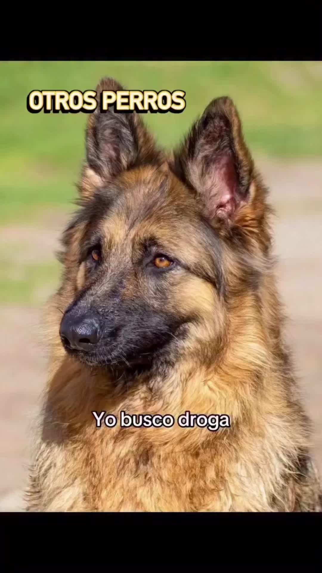 @Reyna y Churro 🐶😍