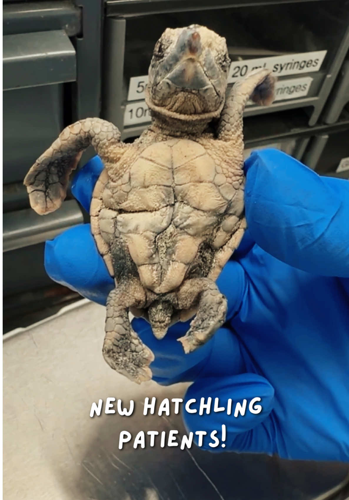 @The Turtle Hospital