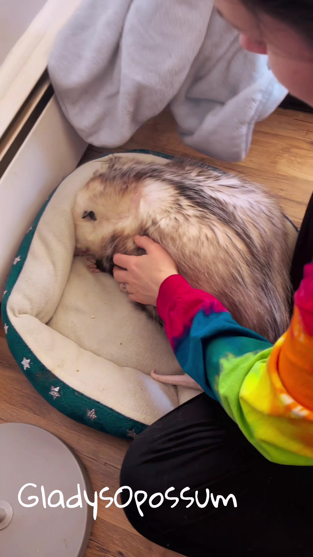 @GladysOpossum