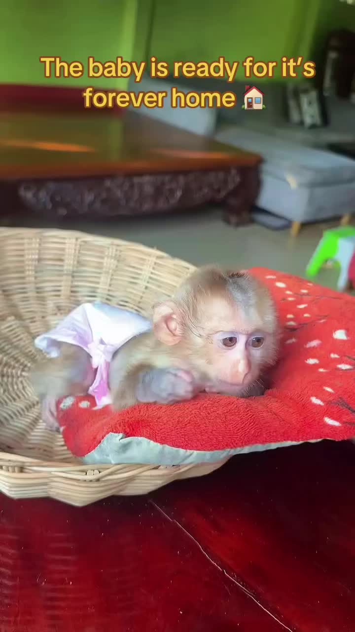 @Baby Monkey Rescue
