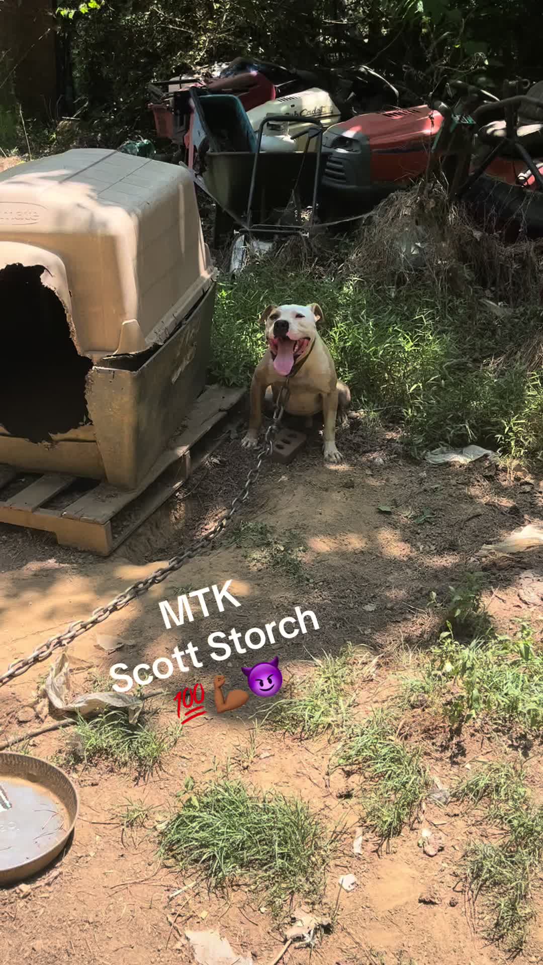 @MoneyTalkKennels