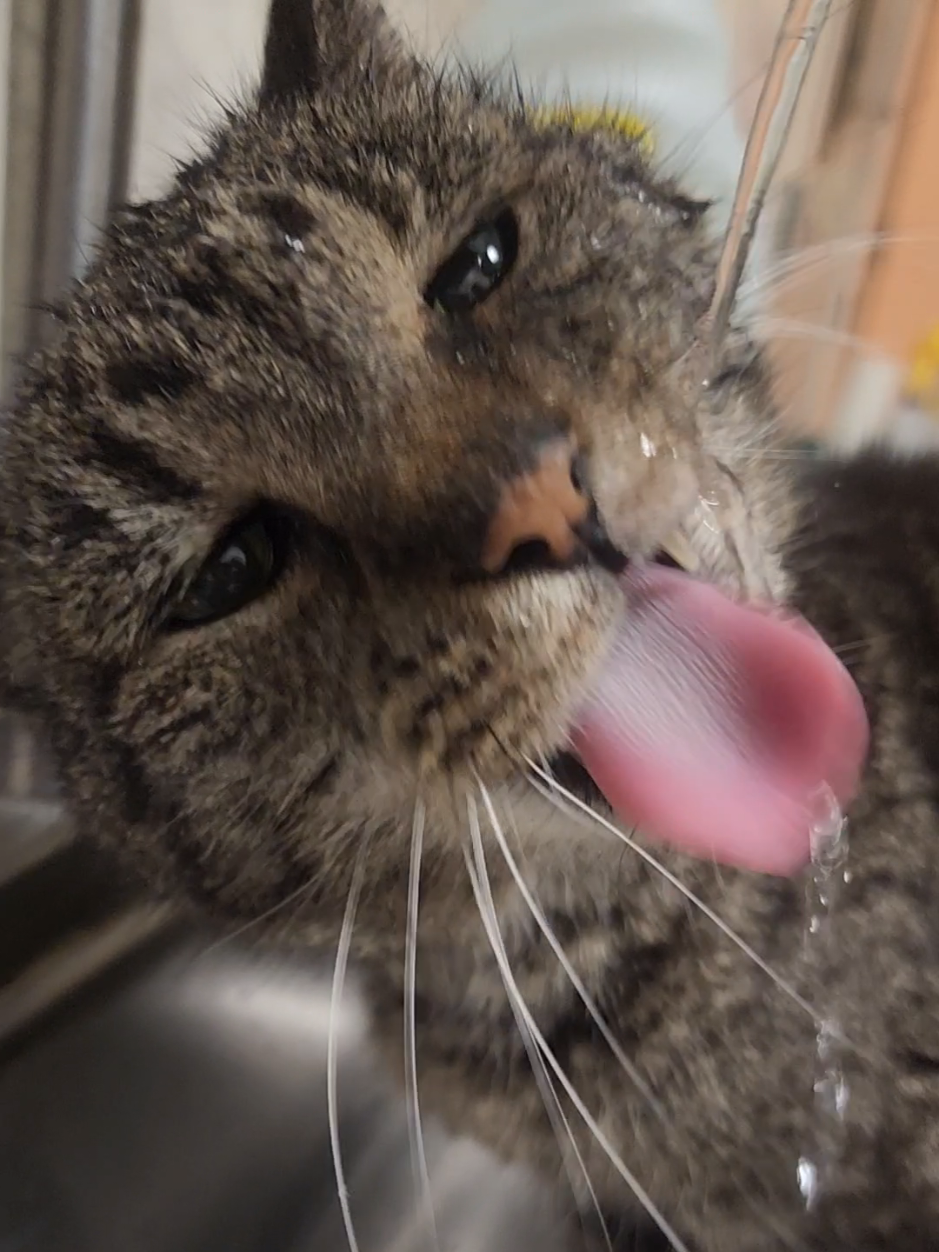 @Protectors of Animals CT