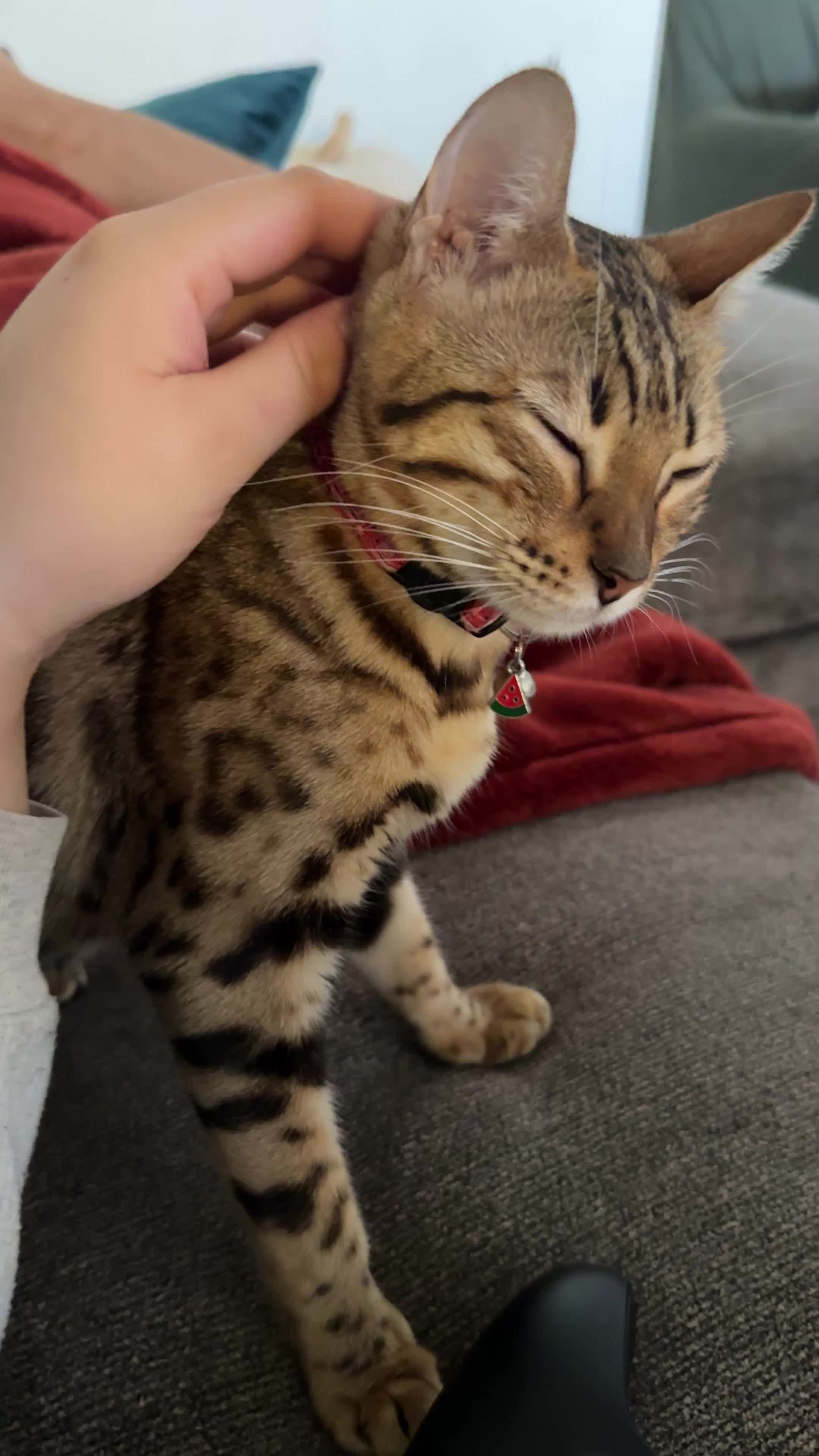 @Obi & Daisy The Bengals 🐆🐾