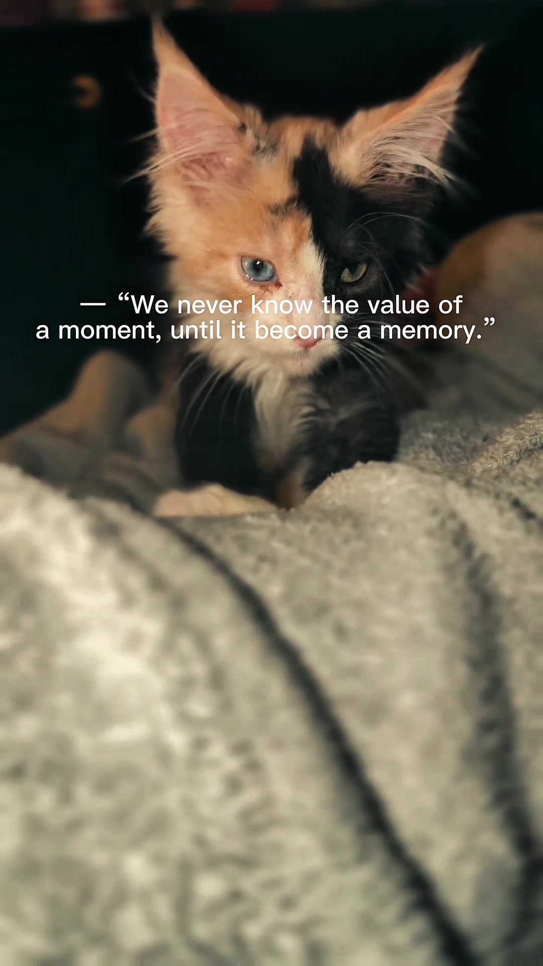 @Rosa’s maine coon in Texas🧛