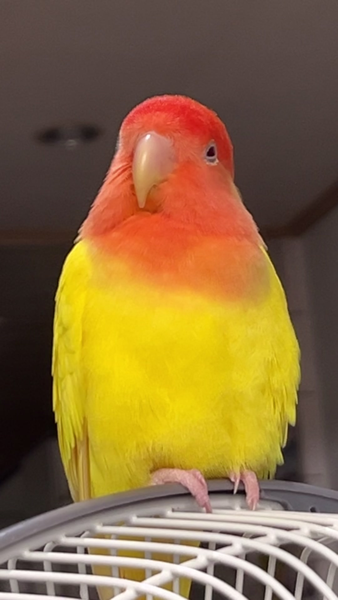 @crisaandbirds