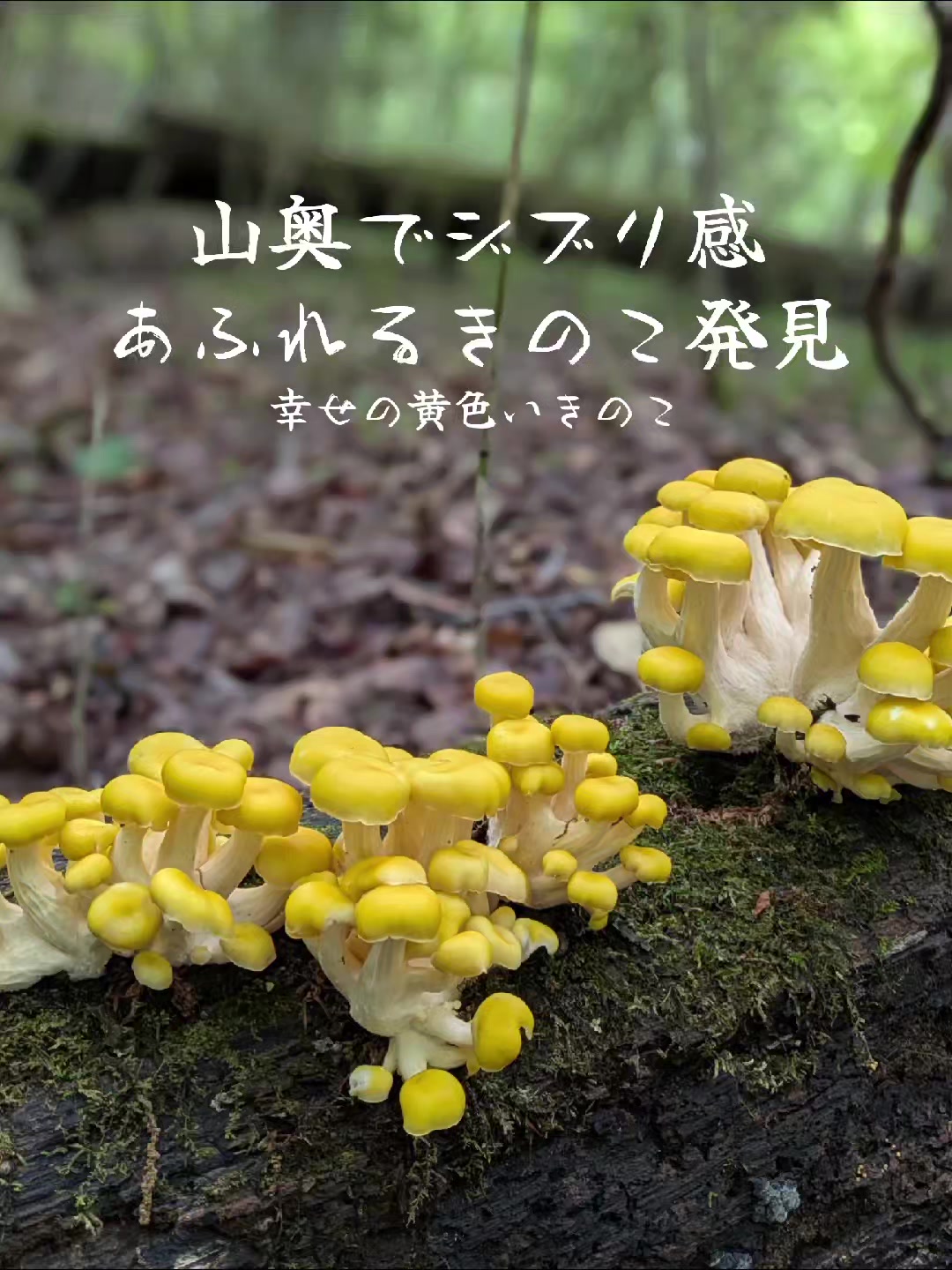 @若旦那