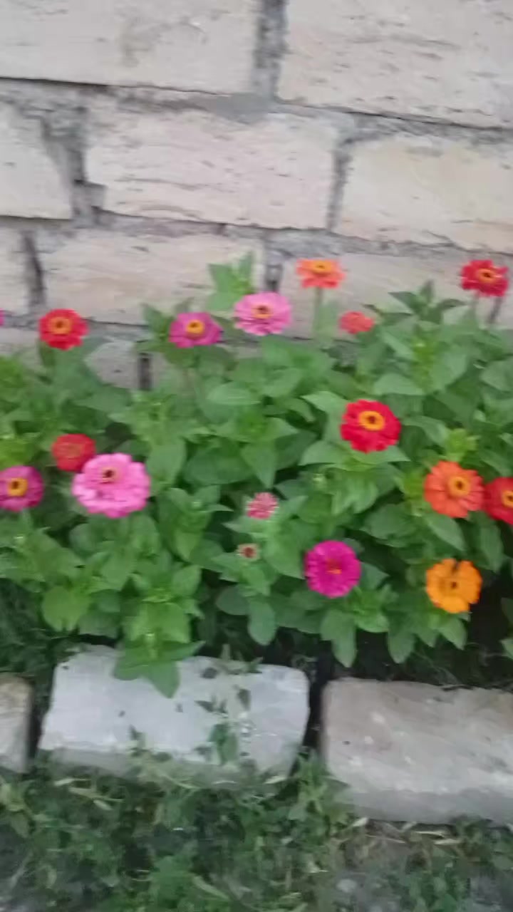 @gülum