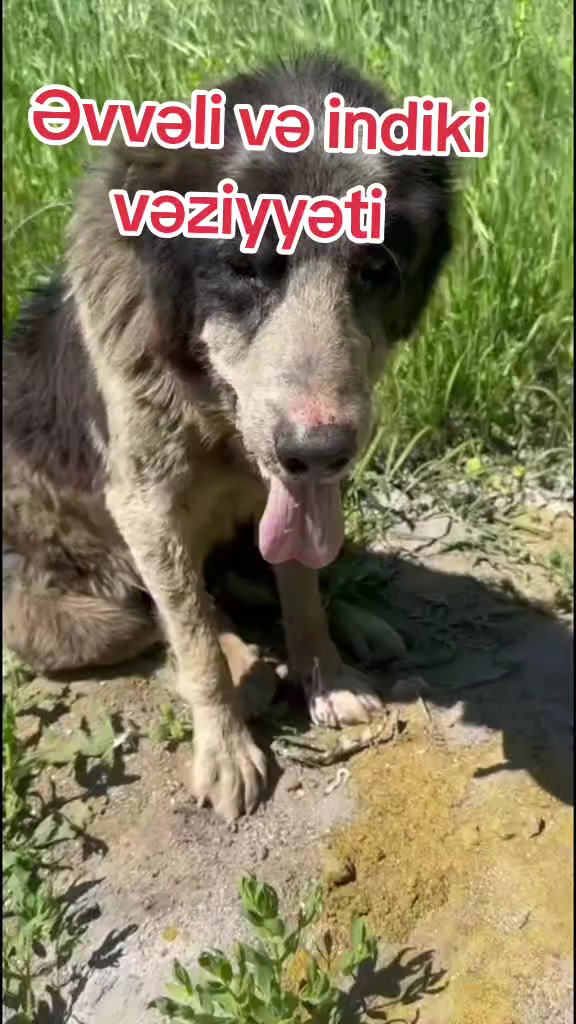 @Sahibsiz heyvanlara dəstək