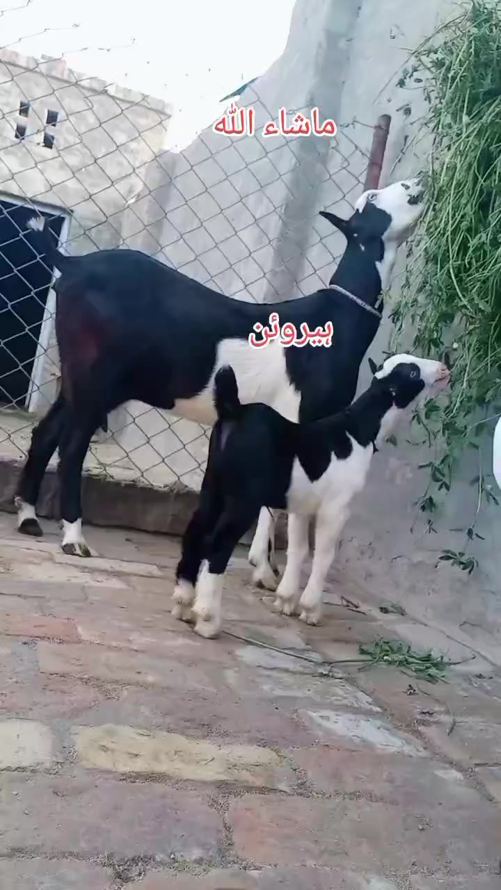 @Asif salad wala
