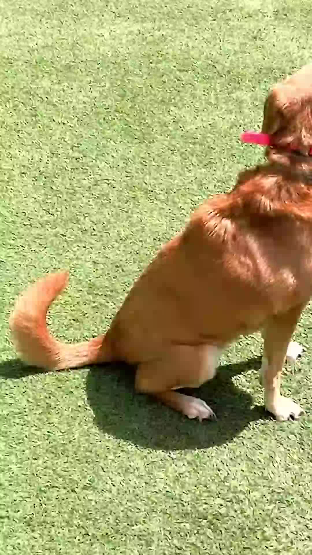 @Miracle K9 Training