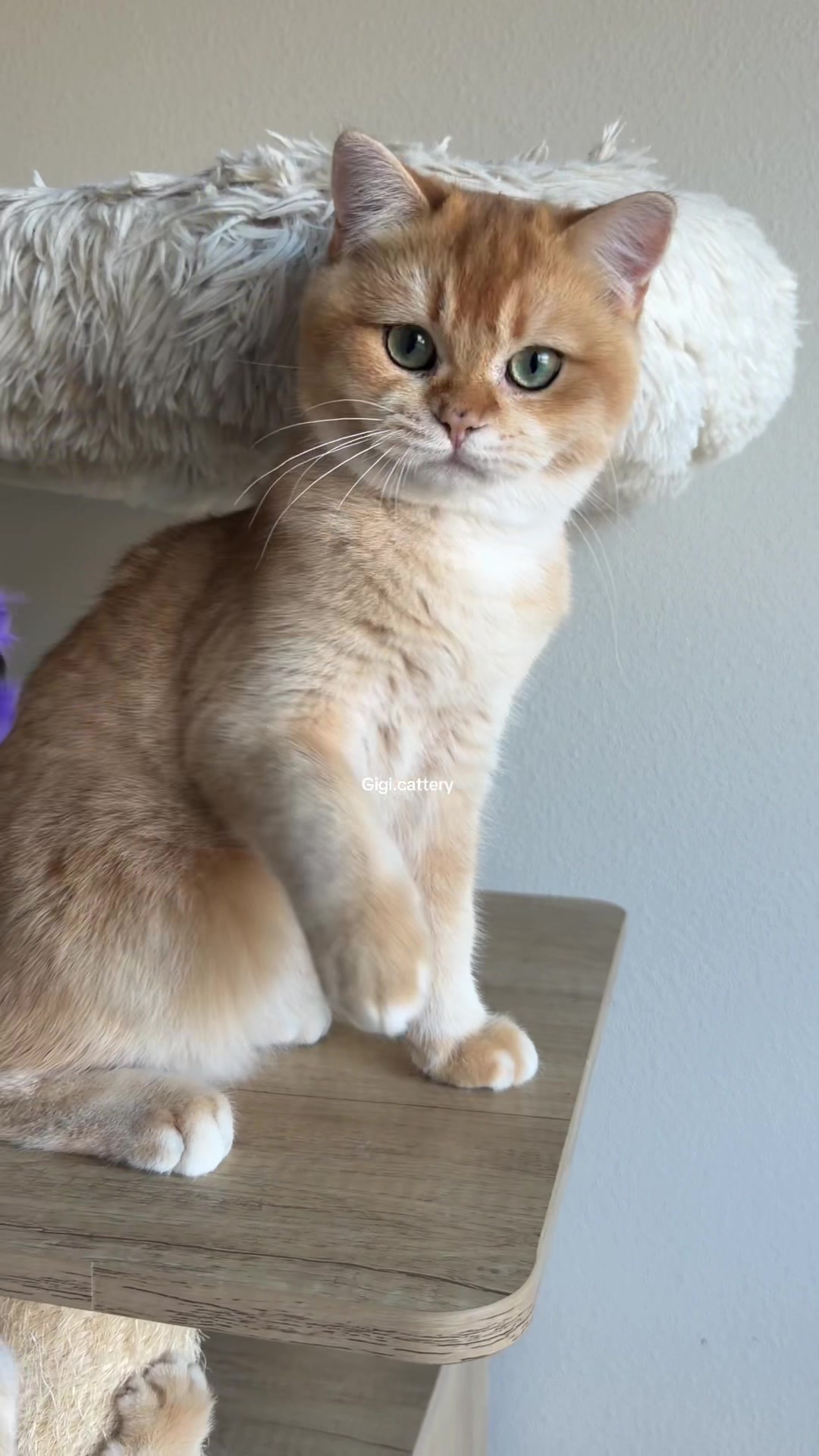 @gigi.cattery