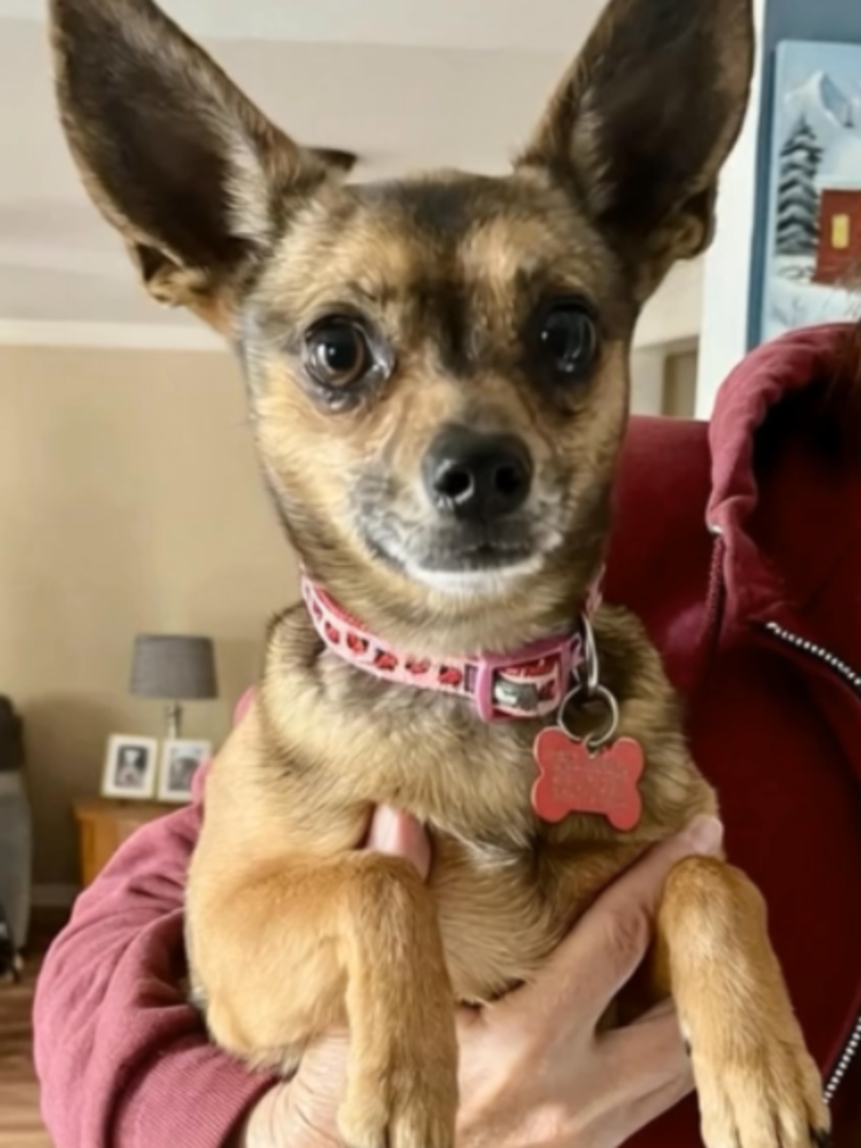 @One Love Animal Rescue Group