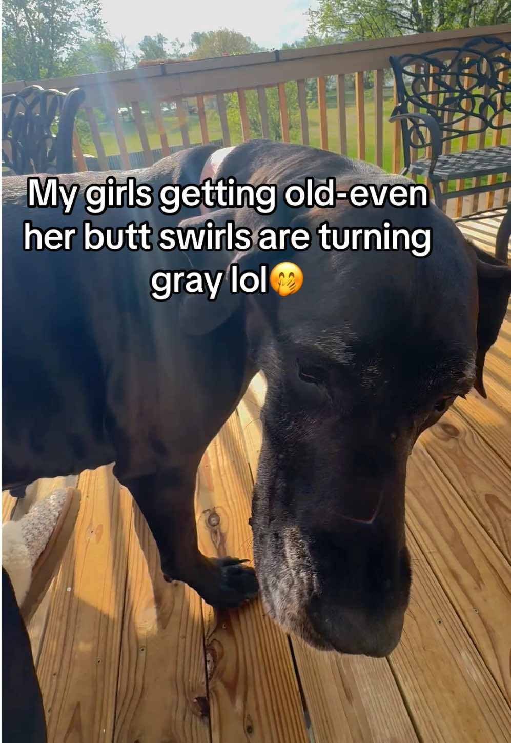 @jewelsthegreatdane