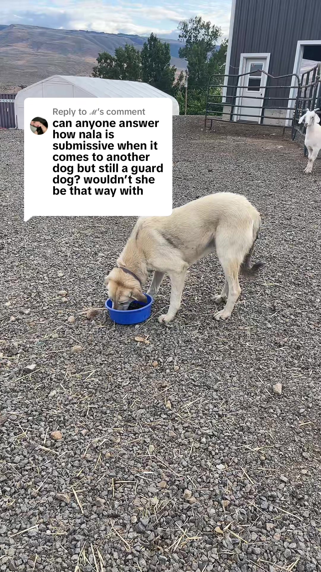 @PDR Stockdogs