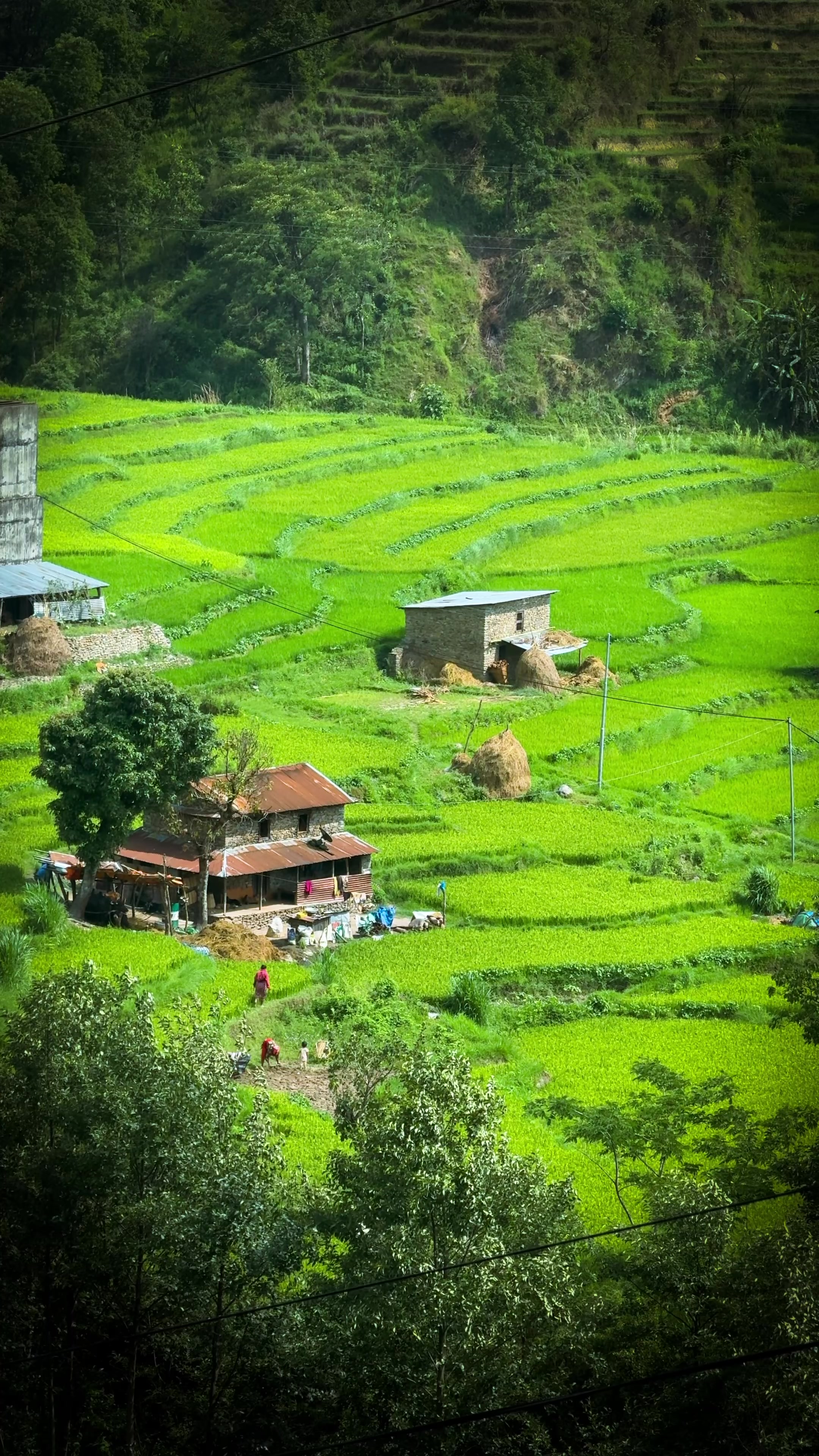 @Sudarshan Neupane