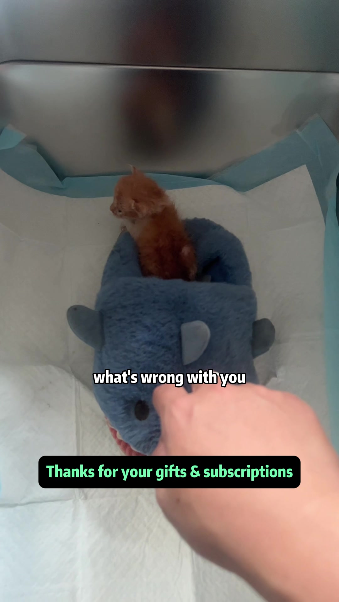 @Stray Cat Talkz