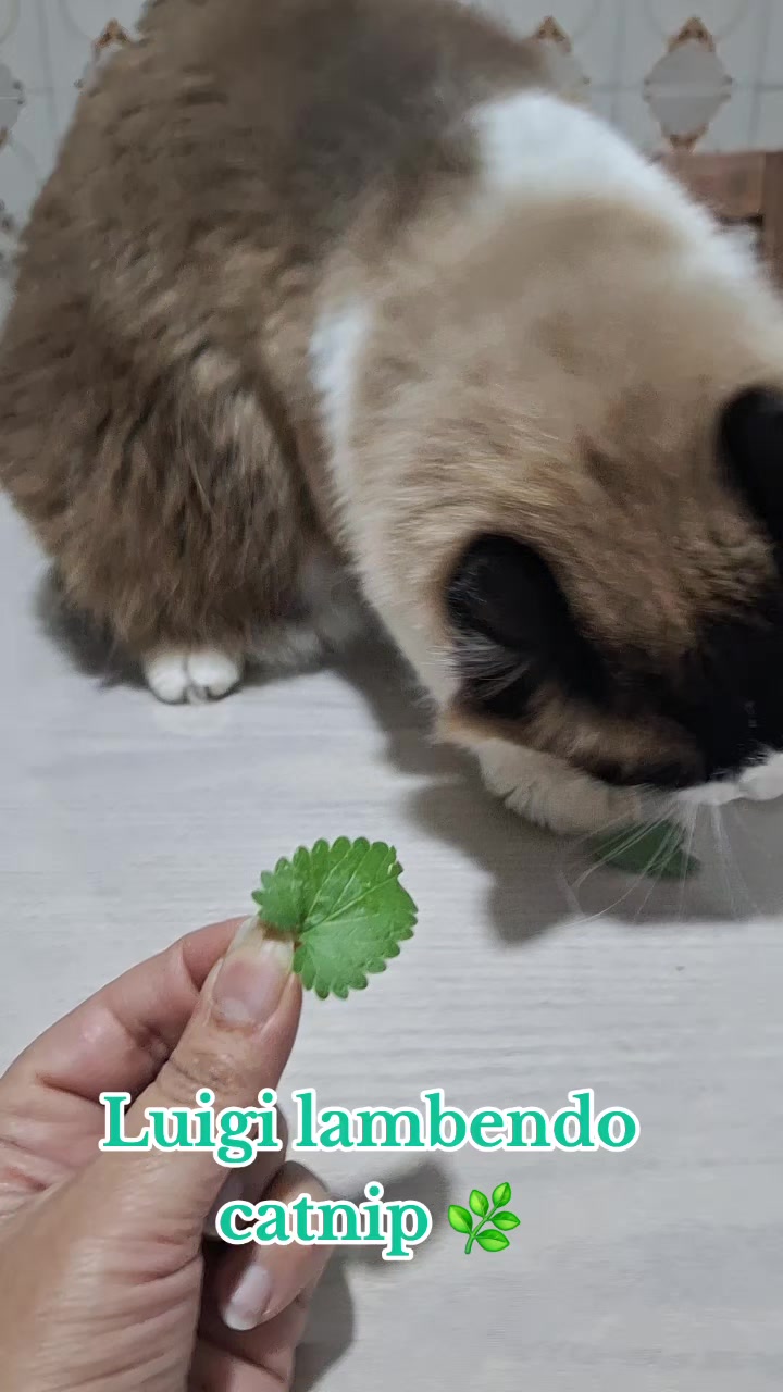 @MagdaAmoAnimais😾🐶🕊