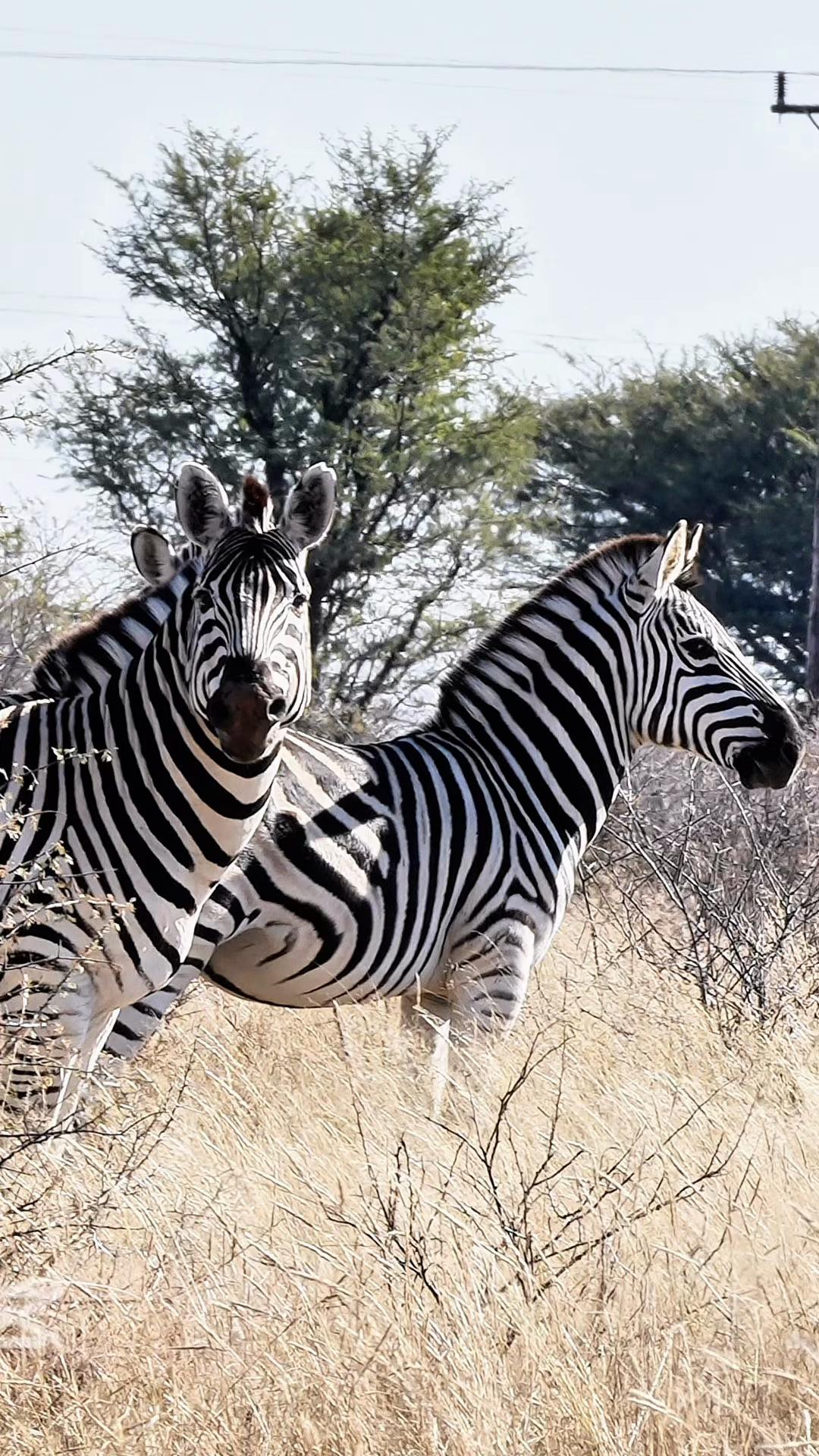 @wildheartfrontiers