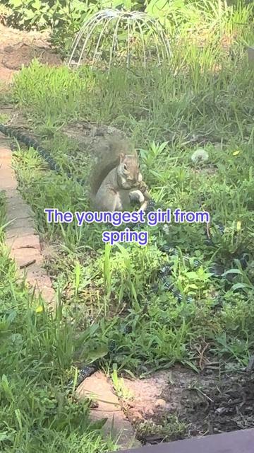 @Sarahsquirrels43🐿️