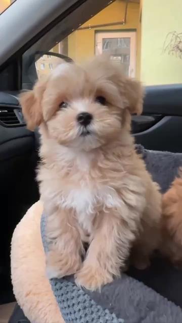 @Maltipoo Puppy Place
