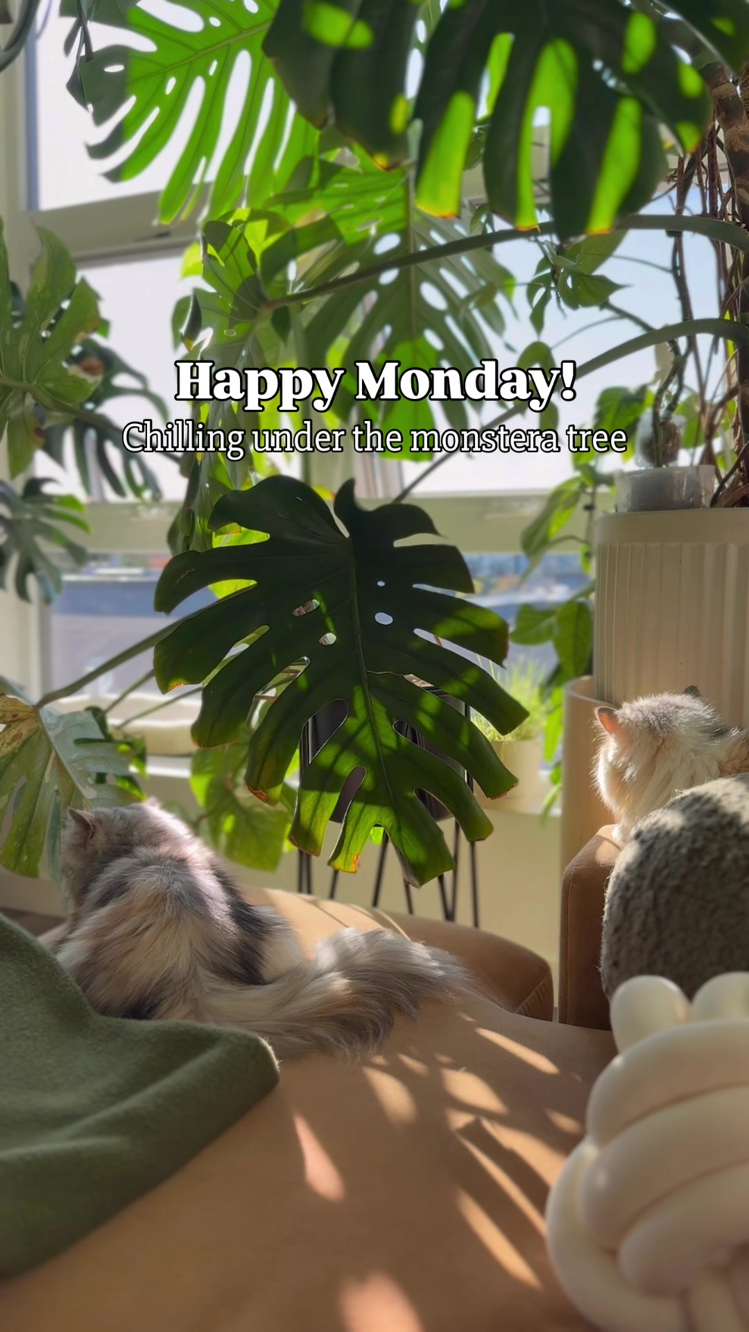 @Cyril&rsquo;s Plants | Cats | DIY 🌿