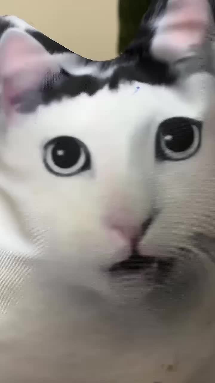 @тгк miau mlem