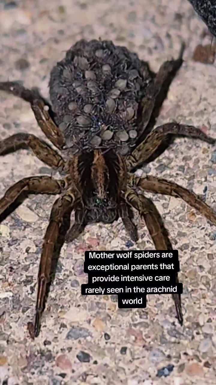 @Trifoliumgirl