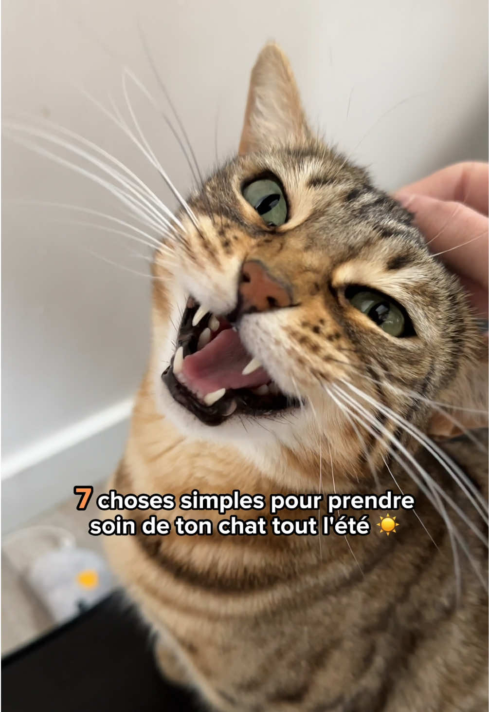 @Ricki the Bengal