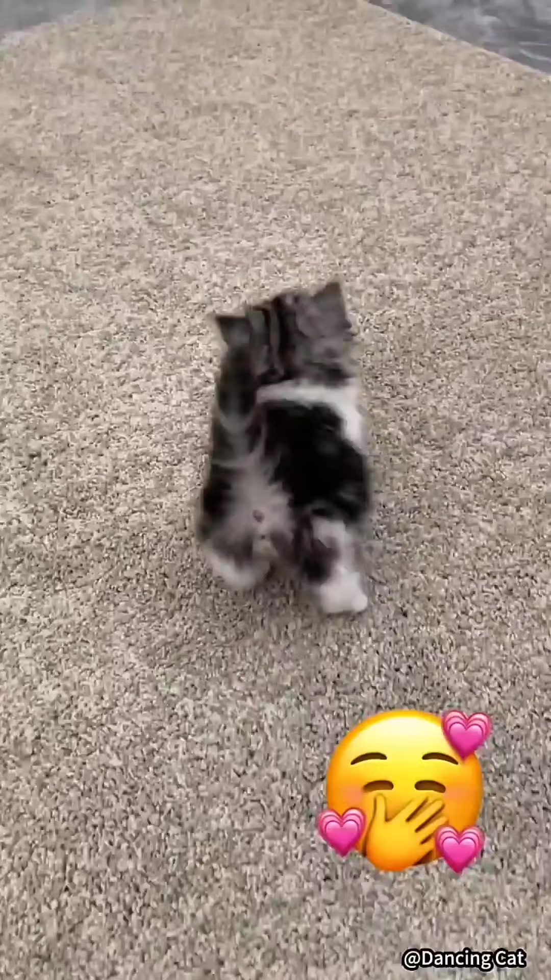 @MeowMagic