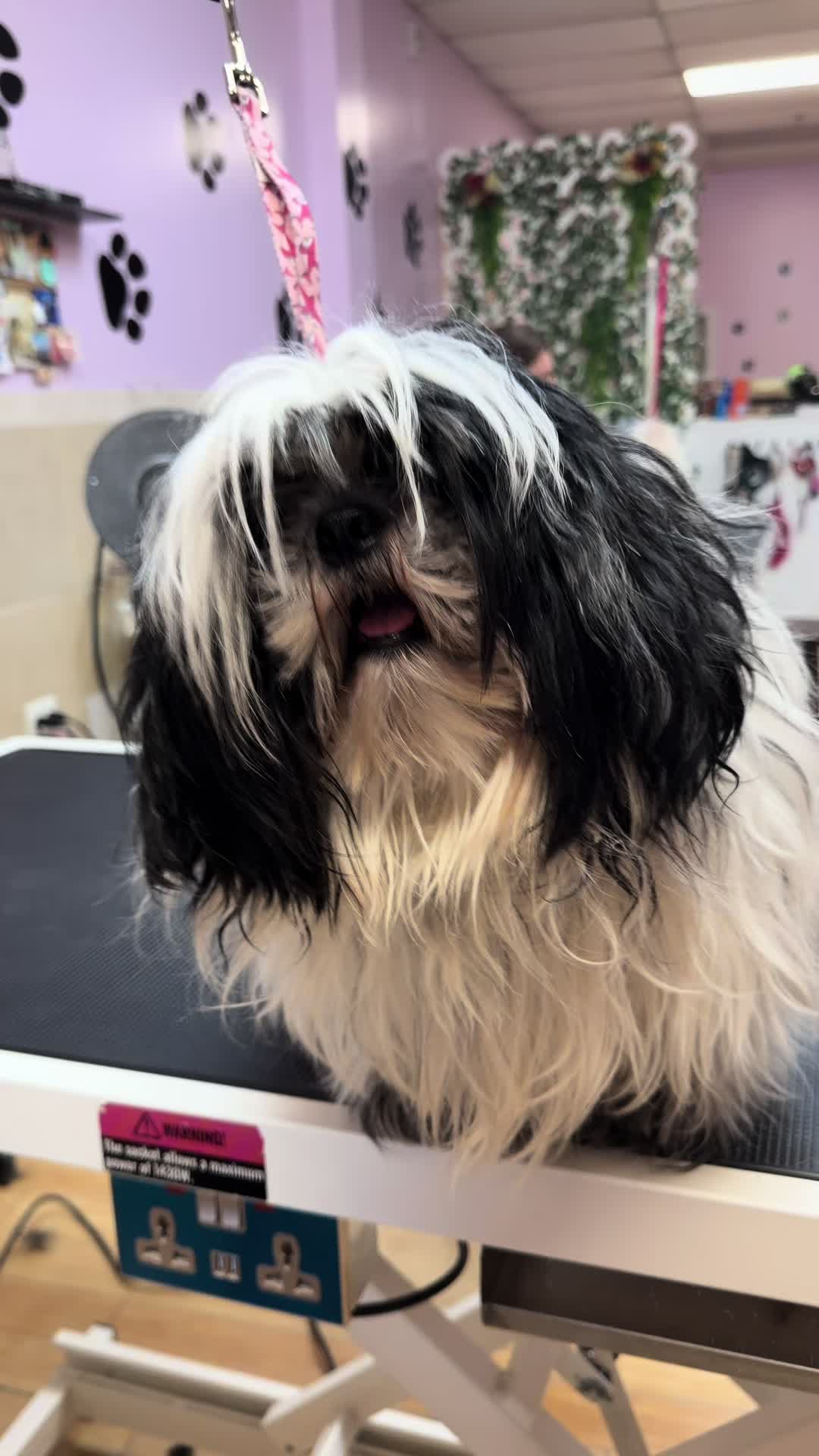 @Grooming By Tip Top