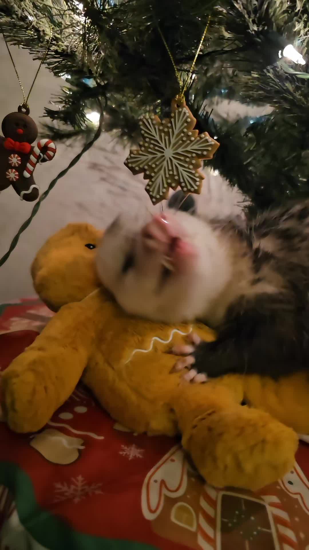 @OPOSSUMDAWGMOM