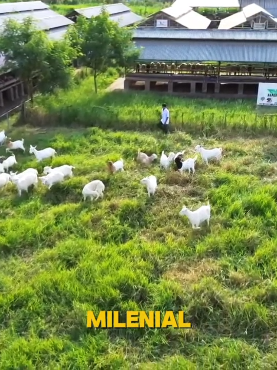 @Kambing Burja Official