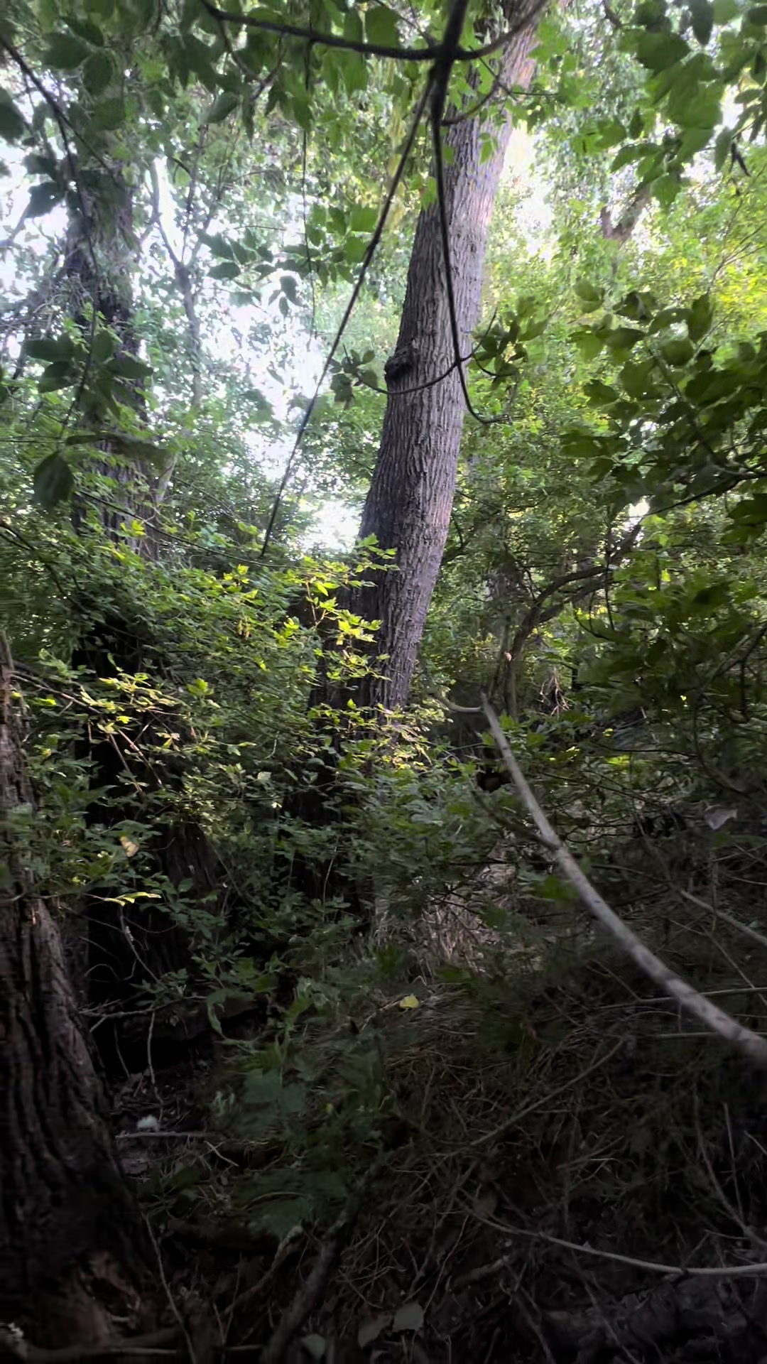 @🌲