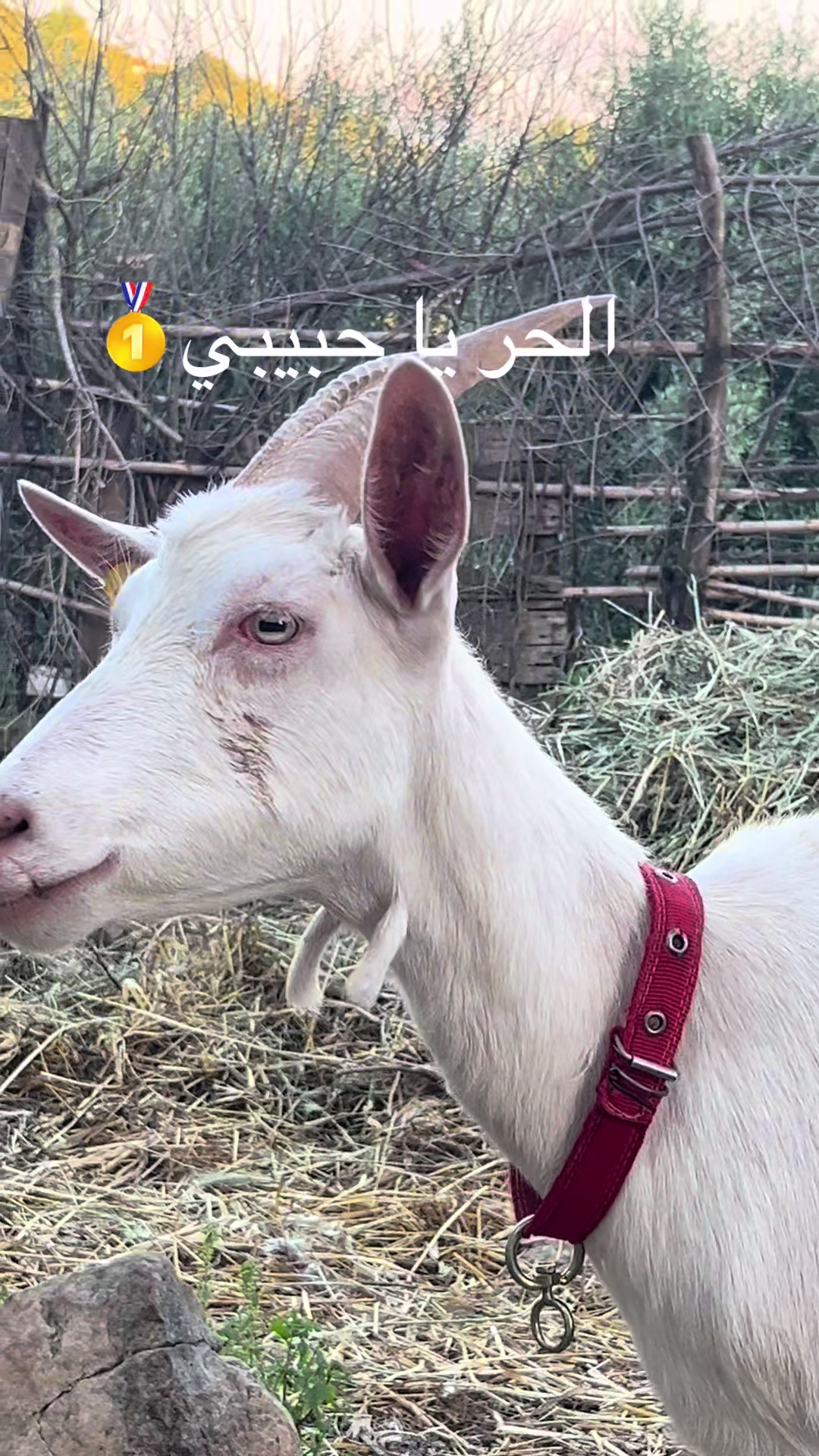 @Goat Farme🐐❤️