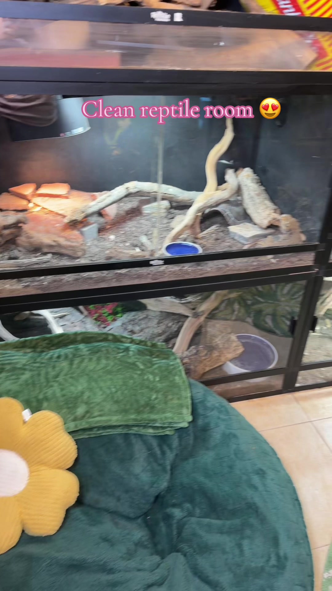 @Katie | my personal zoo 🦎🐰