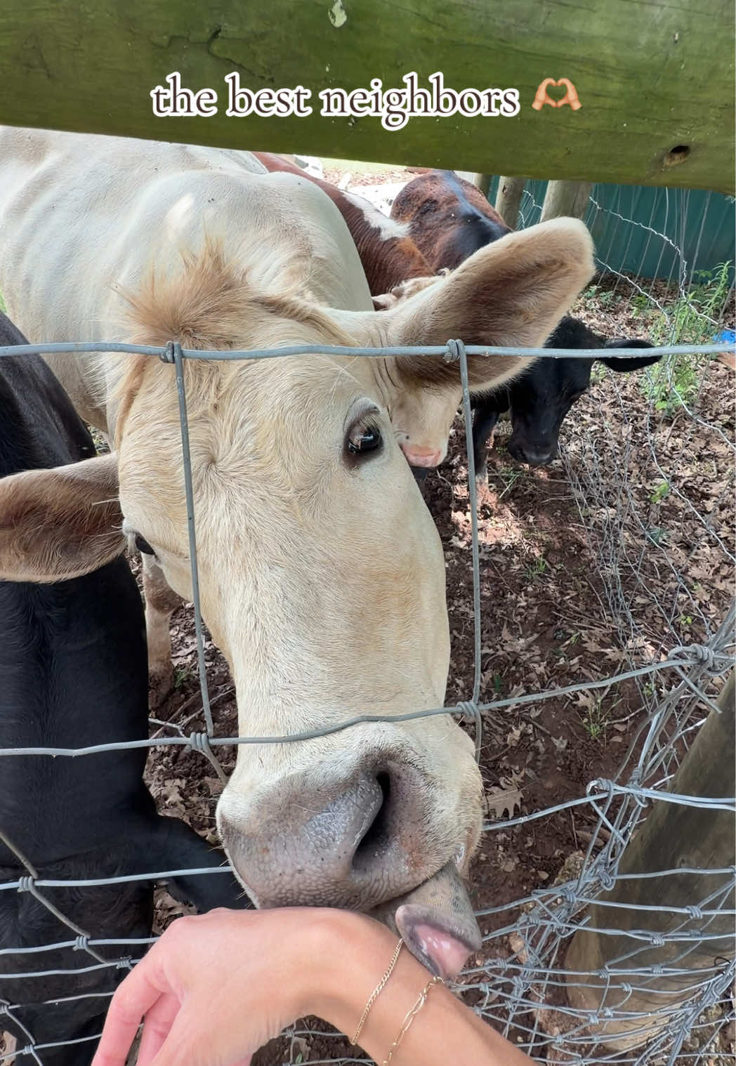 @meg&rsquo;s mini farm