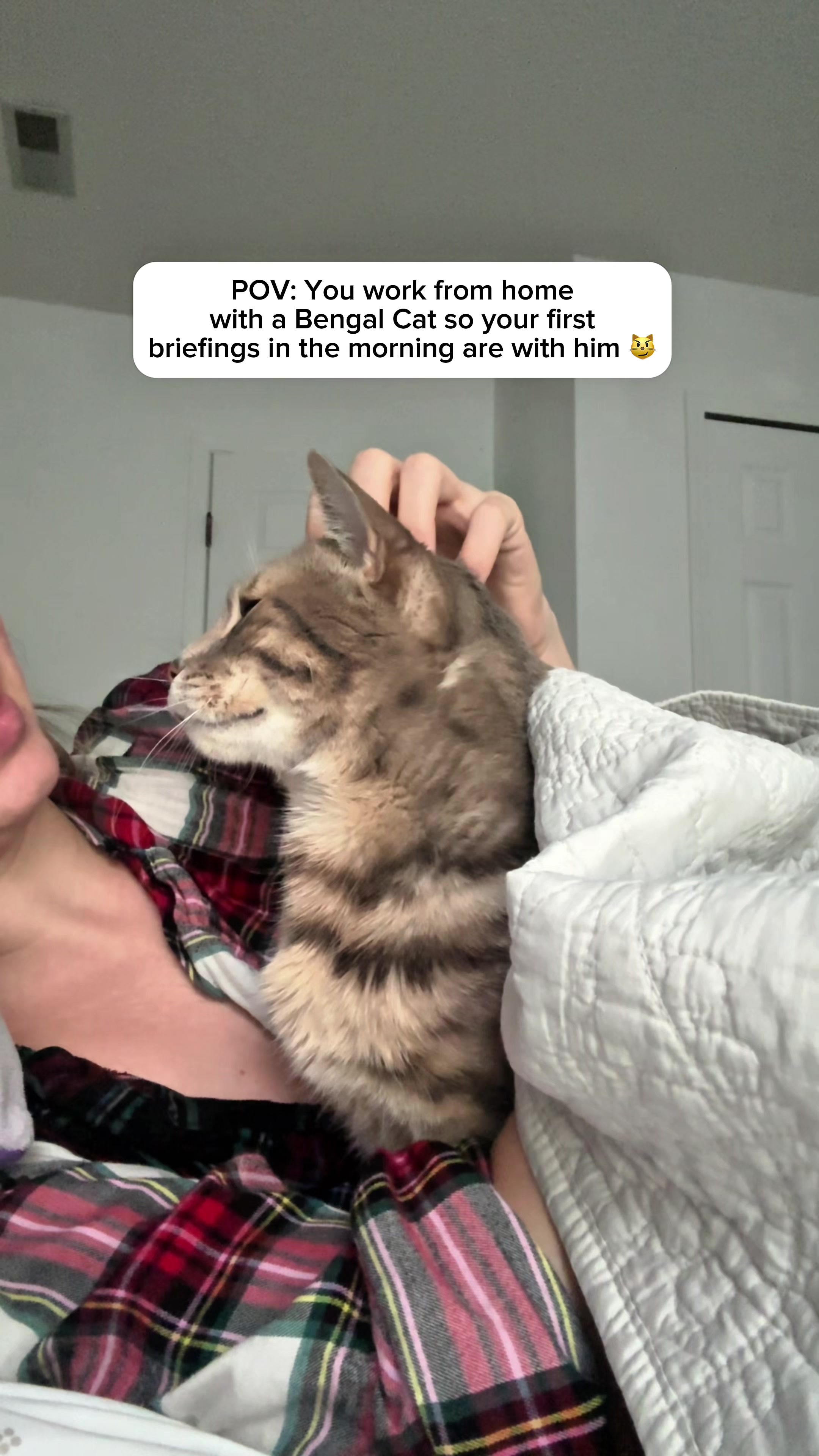 @Mochi the Bengal