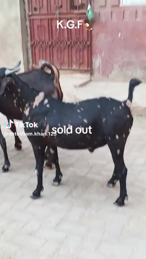 @rihan malik