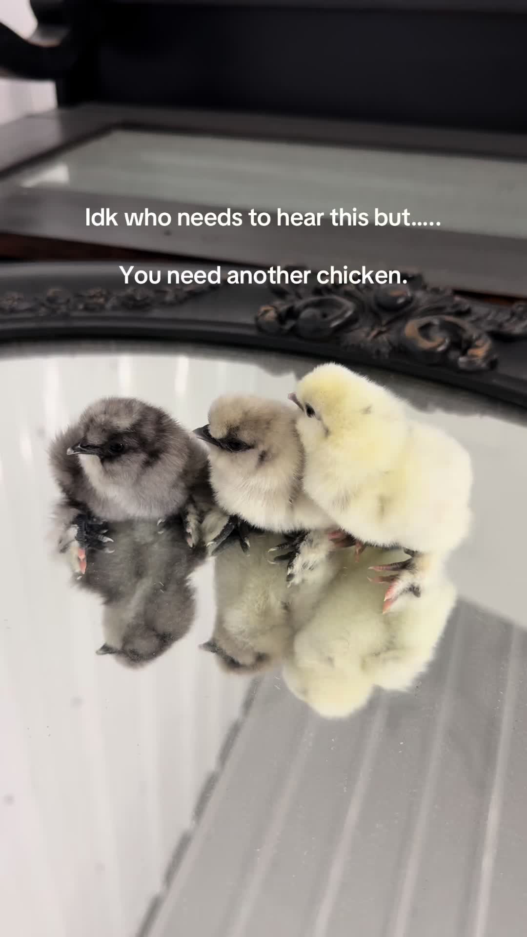 @Alivia ✨🖤🐦⬛