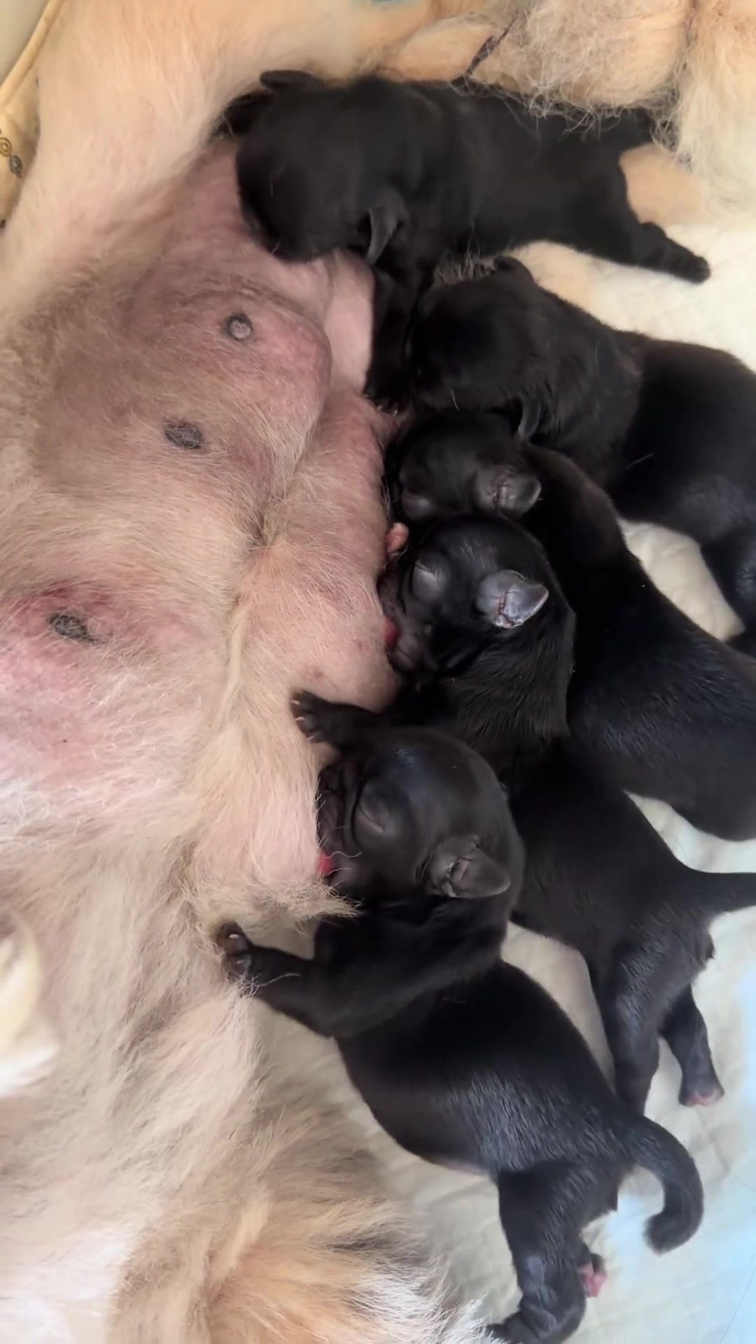 @MilkPupDaily