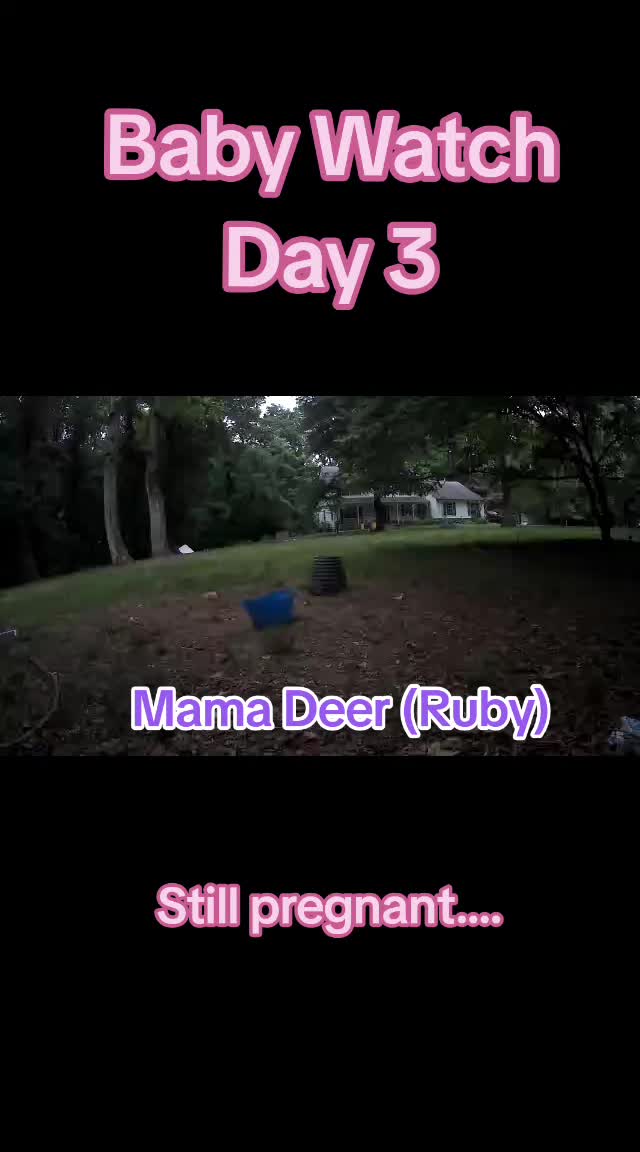 @English Professor of TikTok